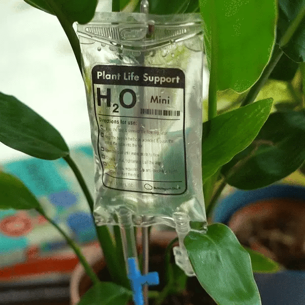 IV Plant Life Support