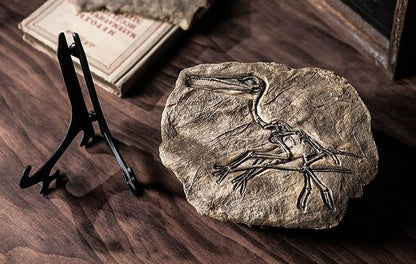 Dinosaur Fossil Specimen