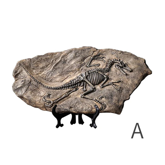Dinosaur Fossil Specimen